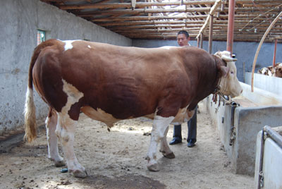 東北肉牛價(jià)格，吉林西門(mén)塔爾牛，中國(guó)改良海福特黃牛，夏洛萊牛，利木贊