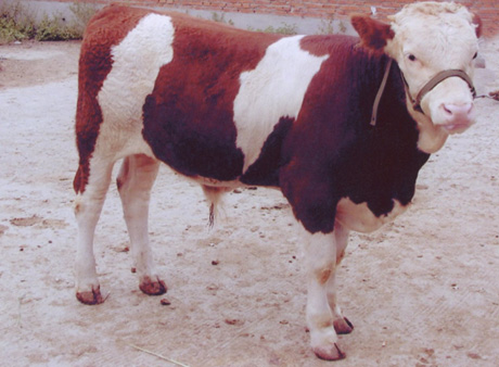 中國(guó)肉牛，利木贊，西門(mén)塔爾，海福特，夏洛萊牛