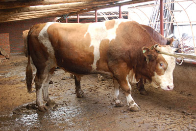 吉林肉牛市場(chǎng)網(wǎng)，中國(guó)改良黃牛品種，東北西門(mén)塔爾牛養(yǎng)殖技術(shù)