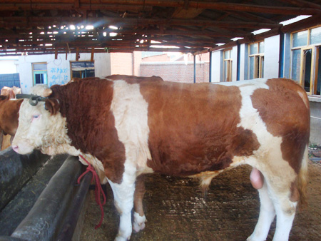 中國肉牛養(yǎng)殖技術(shù)與疾病防治