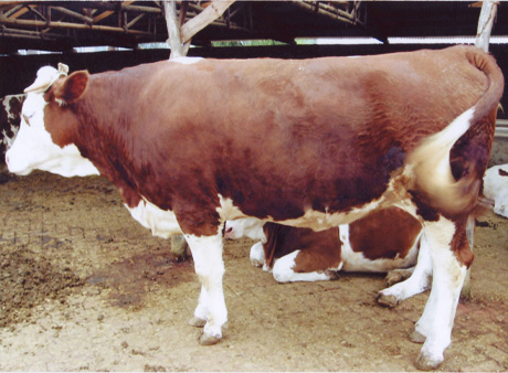 中國肉牛養(yǎng)殖。吉林黃牛網(wǎng)。東北肉牛價格。西門塔爾種牛