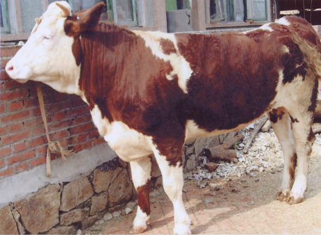 西門塔爾種牛。吉林改良牛。東北黃牛市場(chǎng)。中國(guó)肉牛