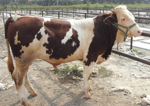 東北肉牛網(wǎng)，吉林改良黃牛品種，中國(guó)架子牛交易市場(chǎng)，西門塔爾公牛