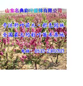 彩葉苗木在今后的市場(chǎng)需求前景分析