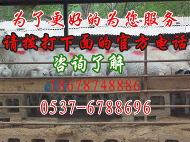 養(yǎng)牛賺錢嗎 養(yǎng)牛網(wǎng)養(yǎng)牛賺錢嗎 養(yǎng)牛網(wǎng)養(yǎng)牛賺錢嗎 養(yǎng)牛網(wǎng)養(yǎng)牛賺錢嗎