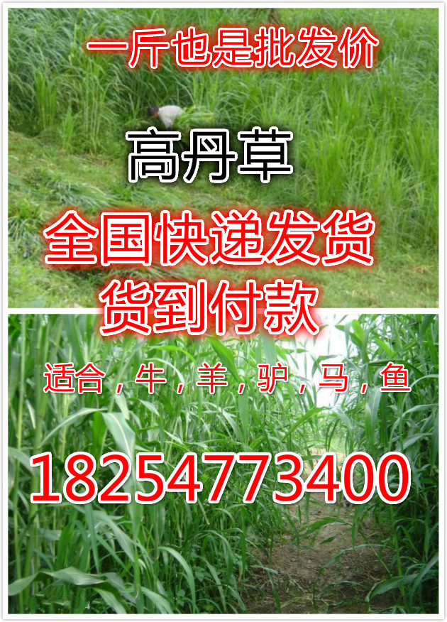 綠化草種子價(jià)格，