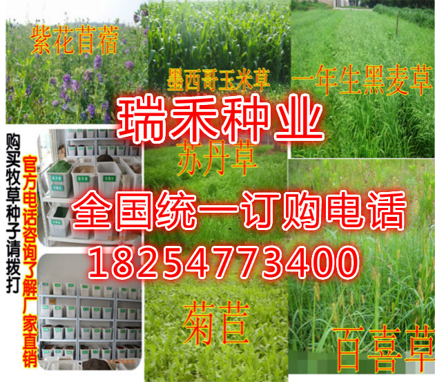 宜賓草坪種子綠化工程，