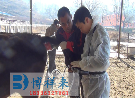 天津武清牛用B超設(shè)備廠家