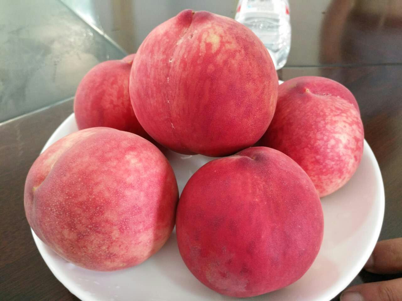 桃樹苗
