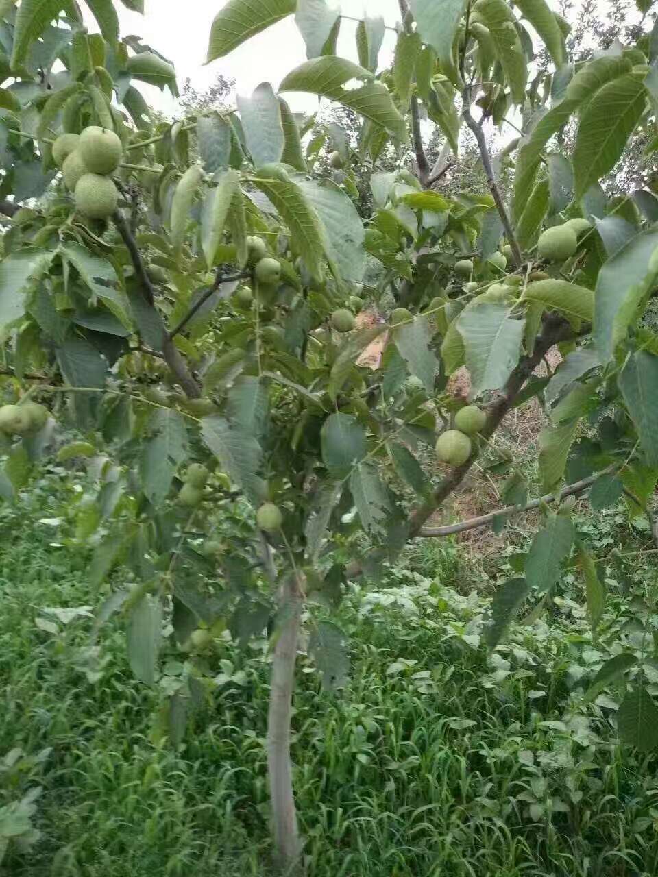核桃樹苗