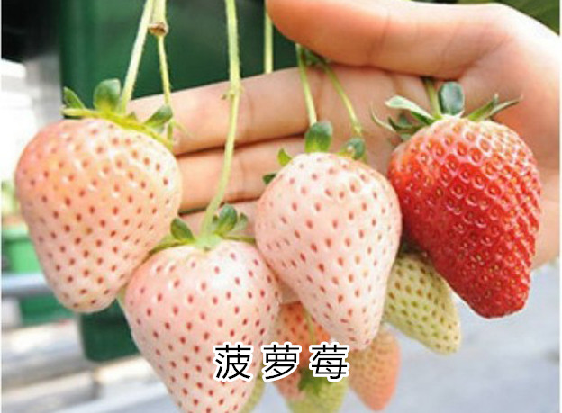 草莓苗