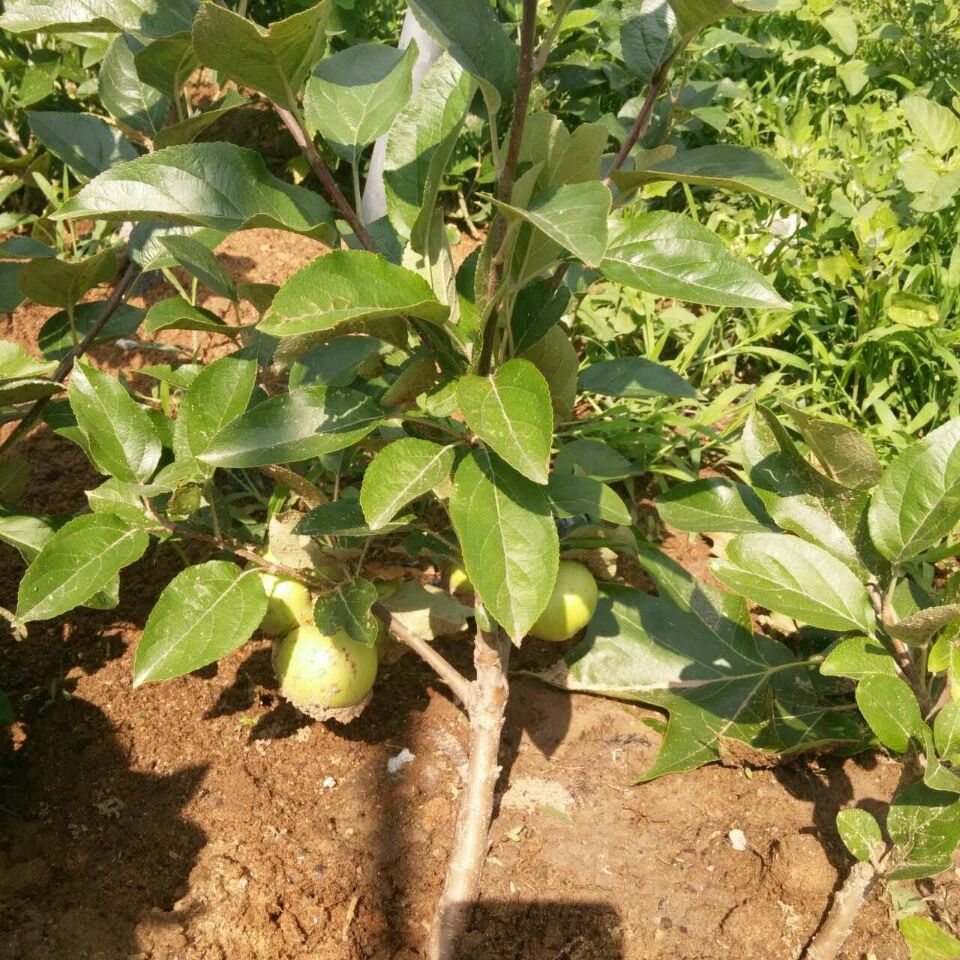 蘋(píng)果樹(shù)苗