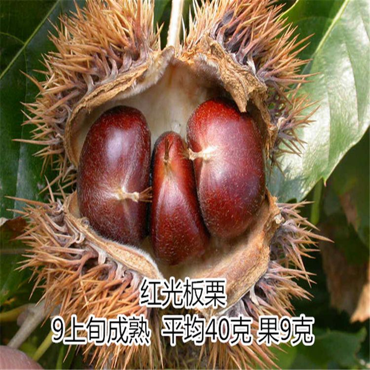 板栗樹苗