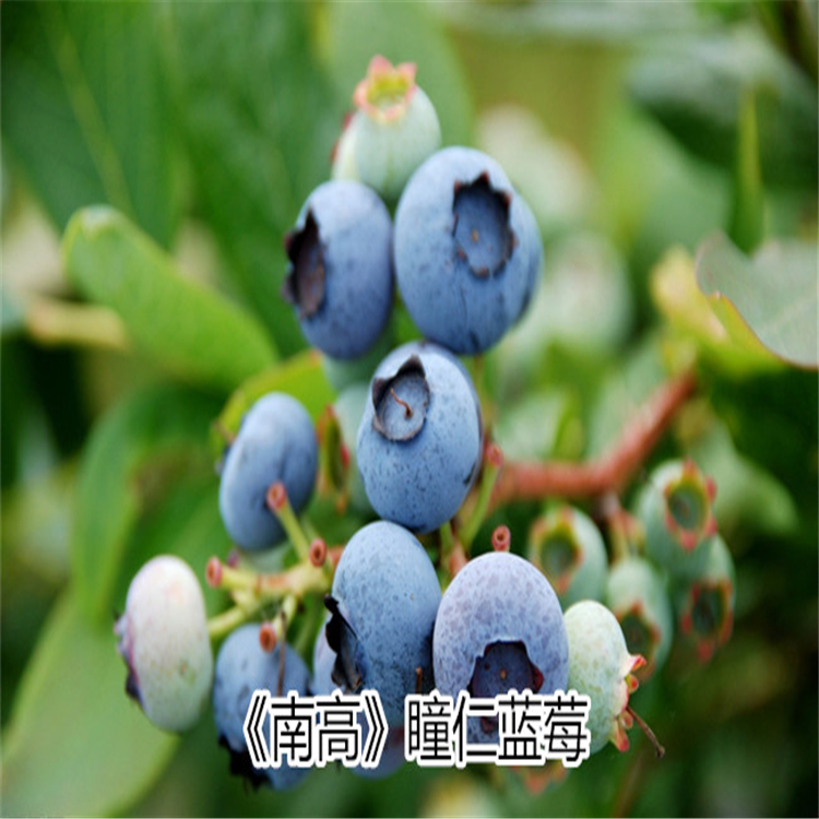 藍莓苗