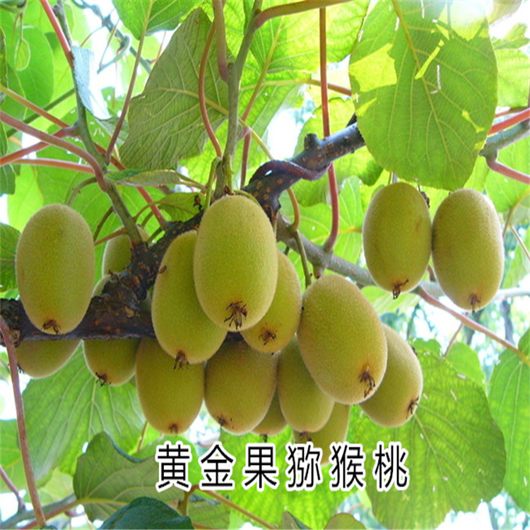 獼猴桃苗=