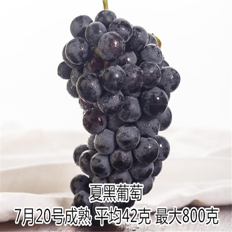葡萄苗