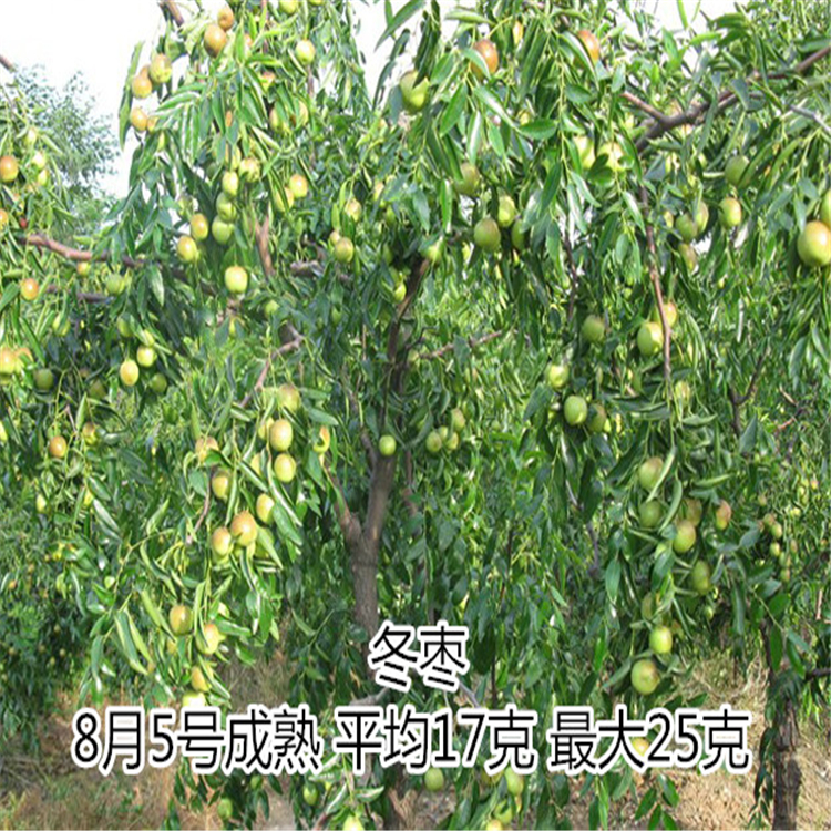棗樹苗