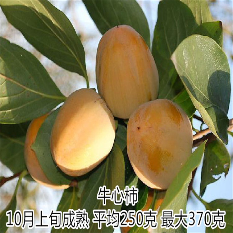 柿子苗
