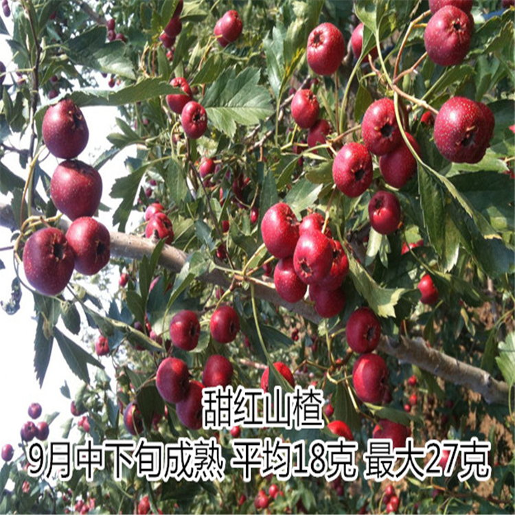 山楂苗