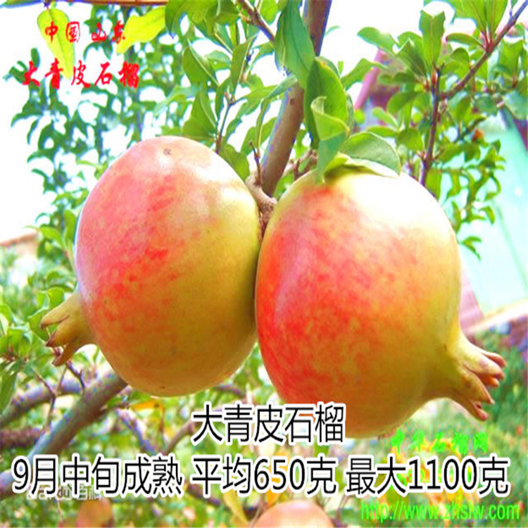 石榴苗