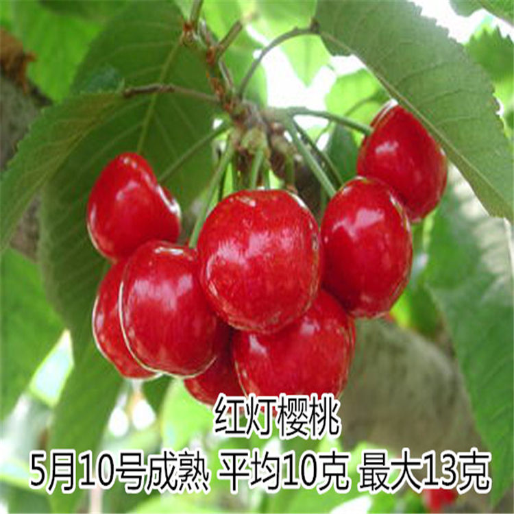 山東大櫻桃苗