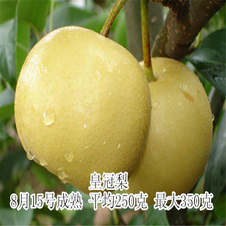 山東梨樹苗
