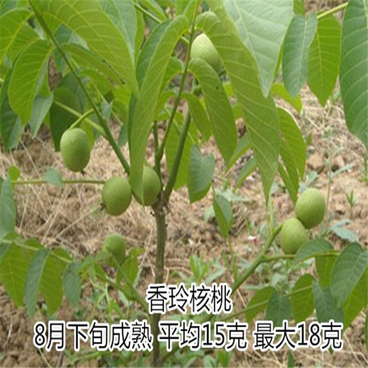 山東核桃樹苗