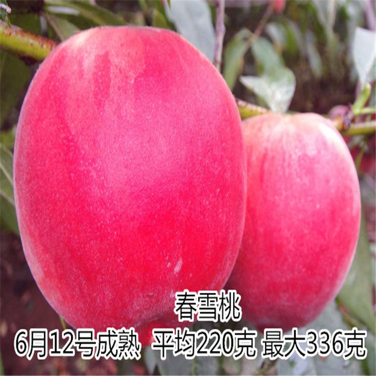 山東桃樹苗