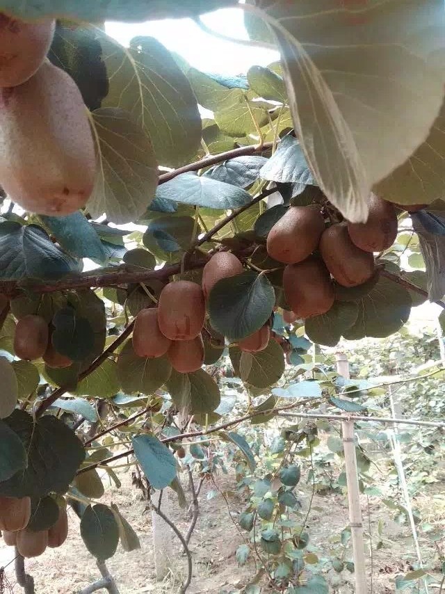 軟棗獼猴桃苗
