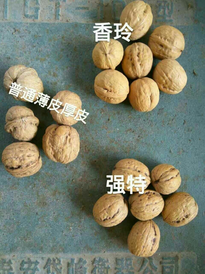 核桃苗