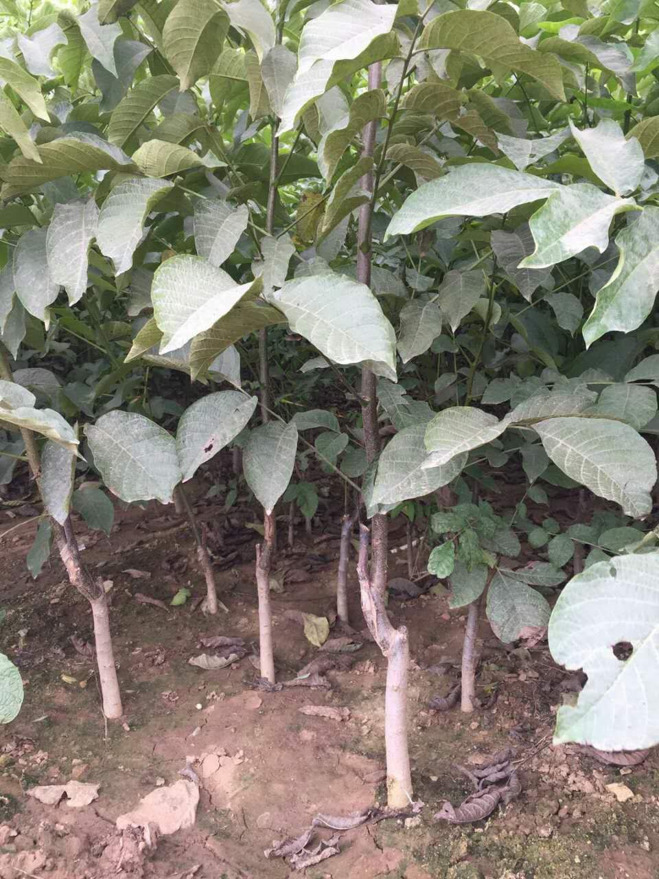 香玲核桃苗