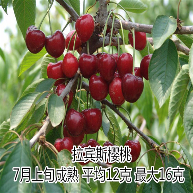 拉賓斯櫻桃苗