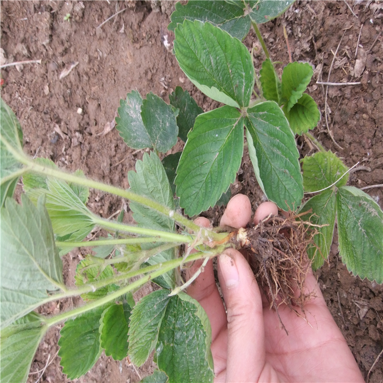 四季草莓苗價(jià)格