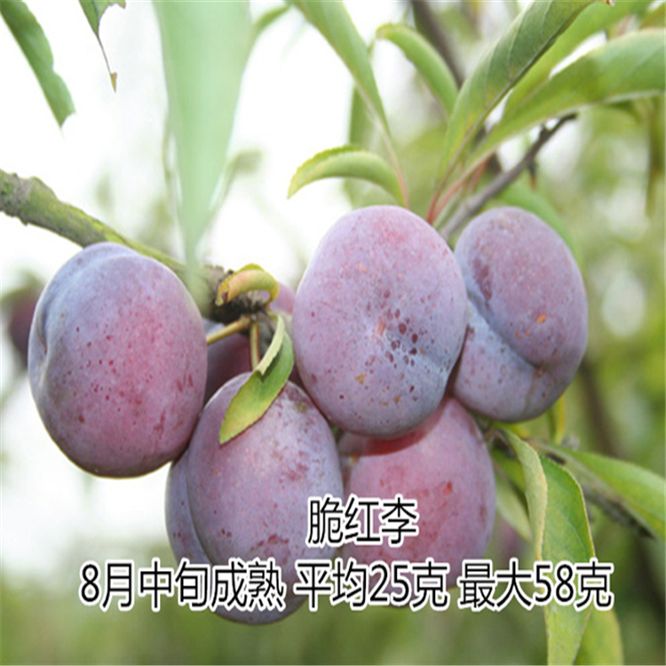 脆紅李子苗123