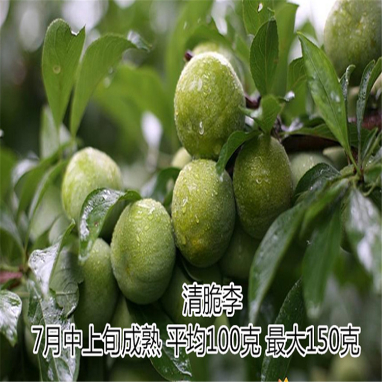 青脆李子苗價(jià)格