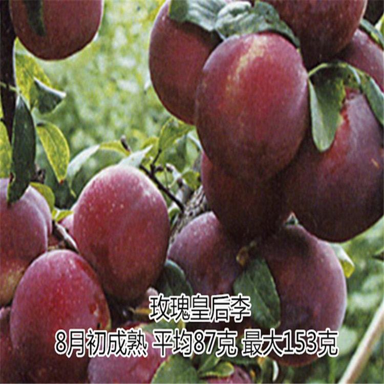 玫瑰皇后李子苗