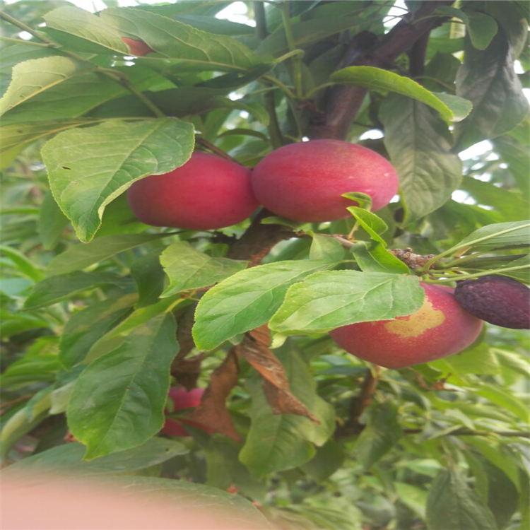 蜂糖李子苗