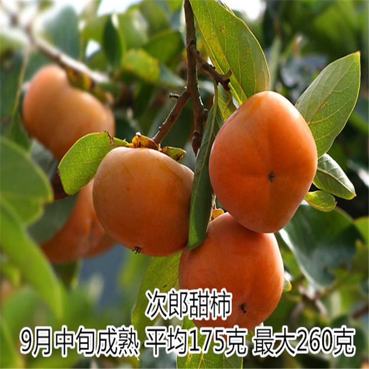 山東次郎柿子苗