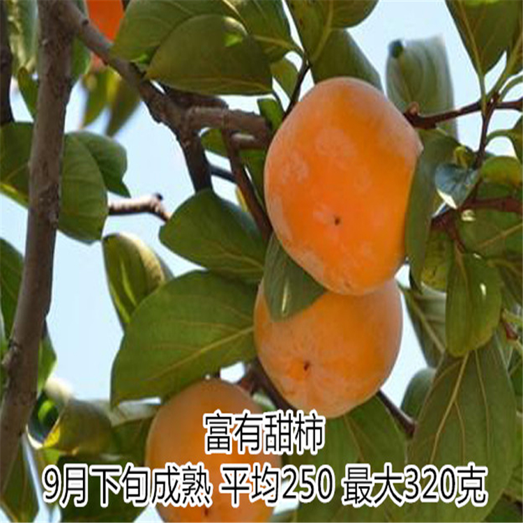 山東富有柿子苗價格