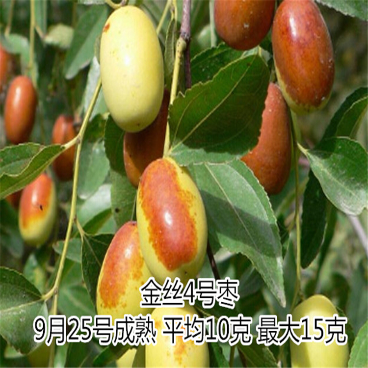金絲4號(hào)棗樹(shù)苗基地