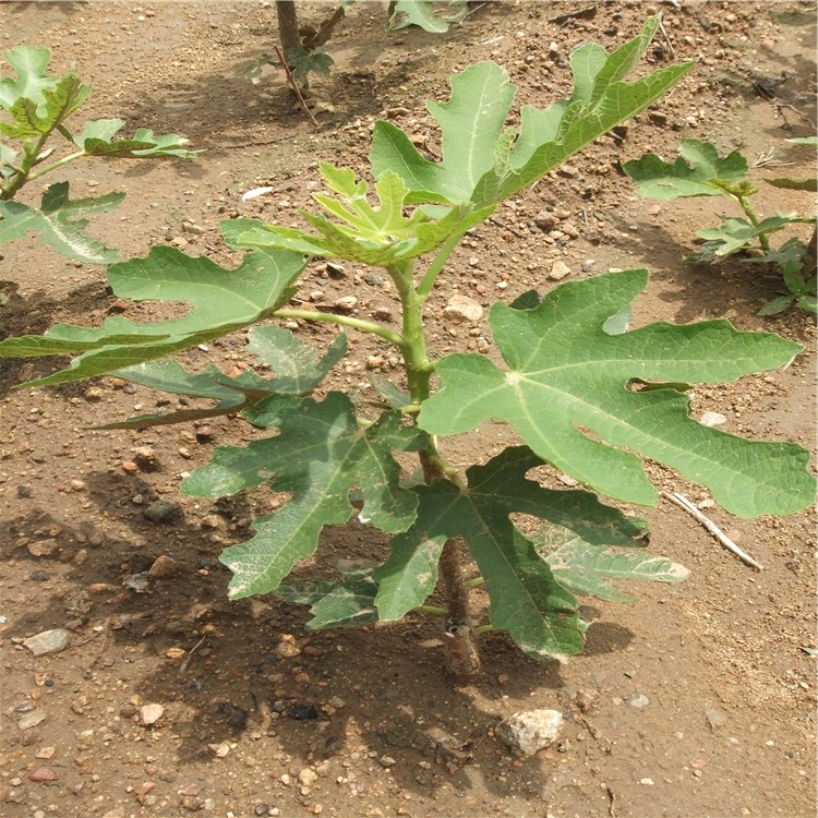 無(wú)花果苗