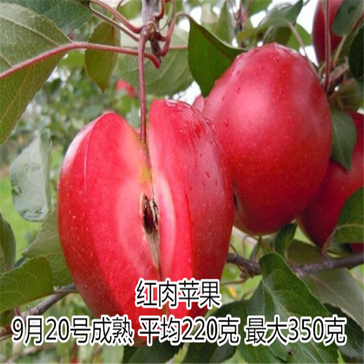 紅肉蘋果苗價(jià)格與基地