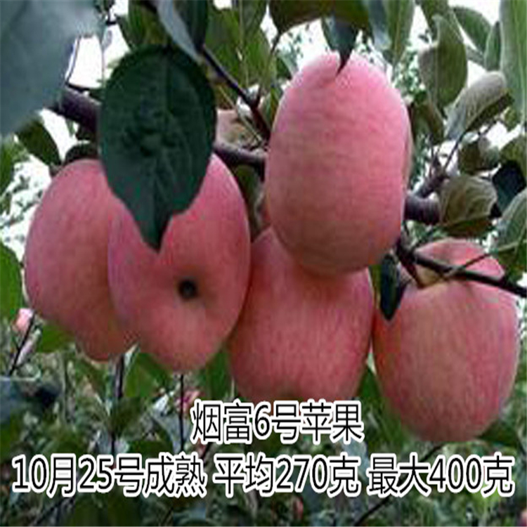 煙富系列蘋果苗基地