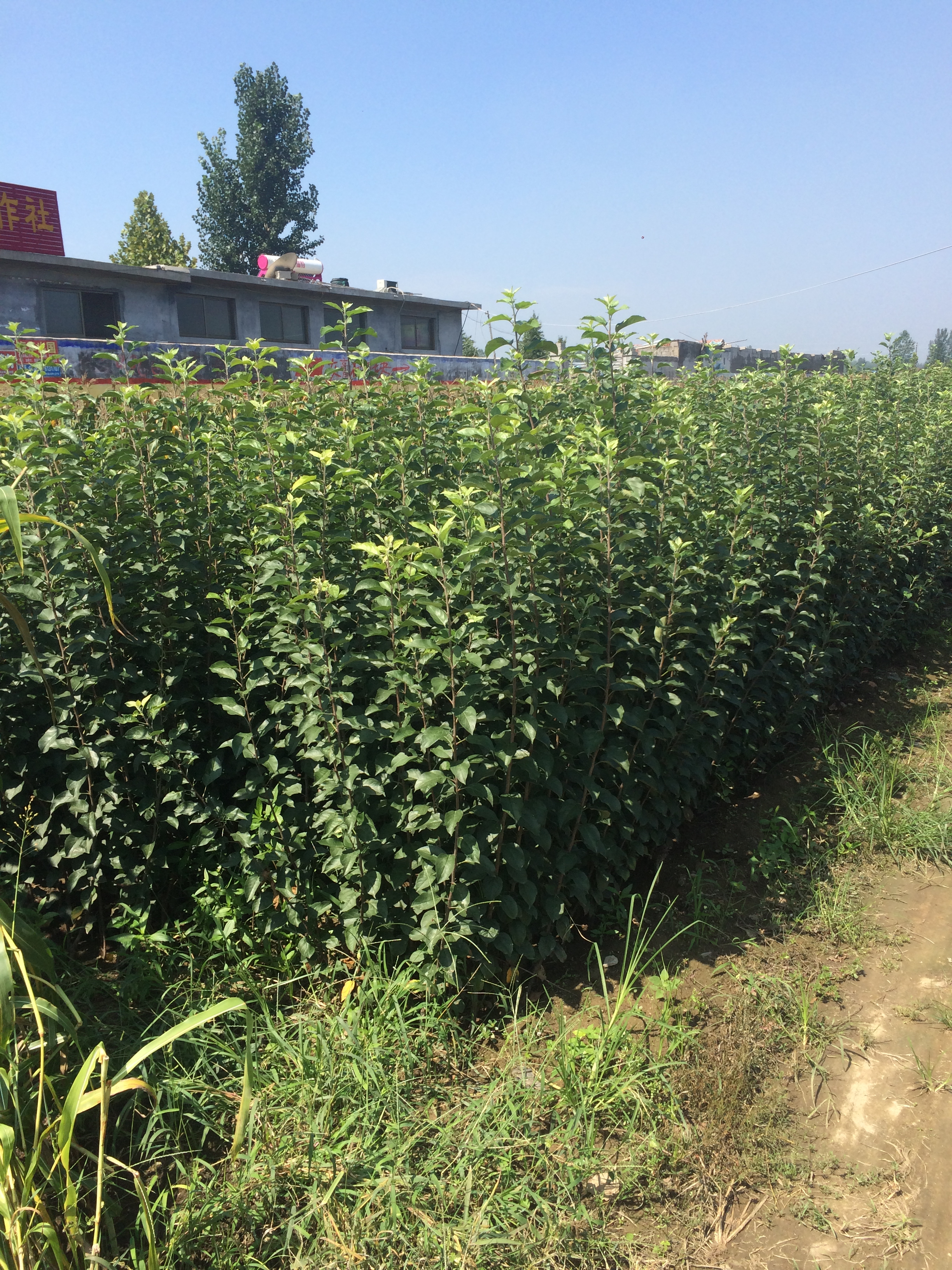 華碩蘋果苗基地