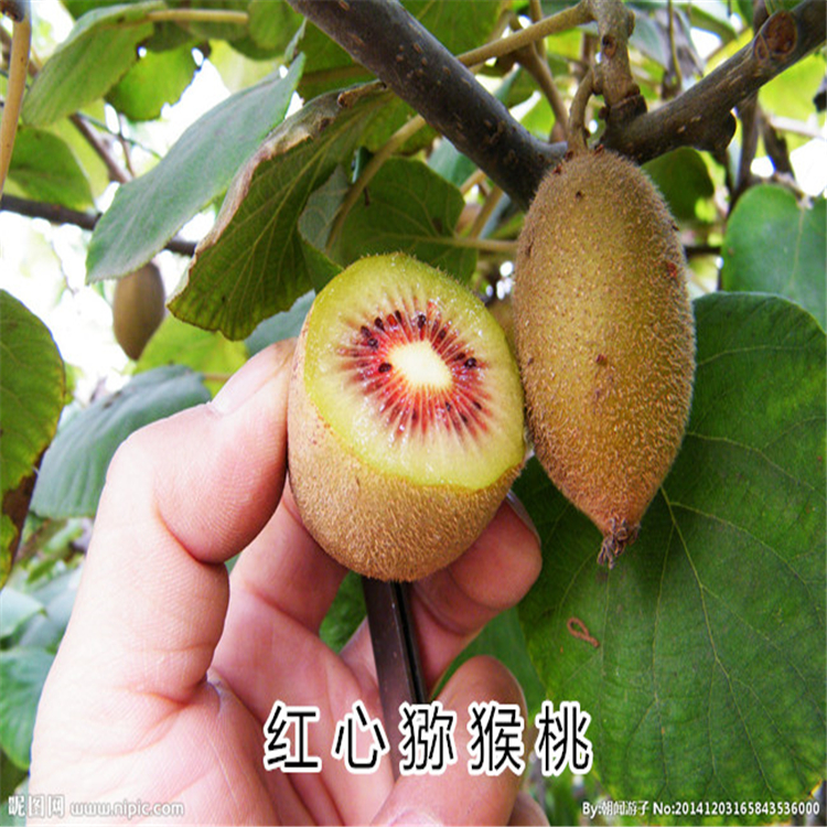 徐香獼猴桃苗山東基地1-3年苗