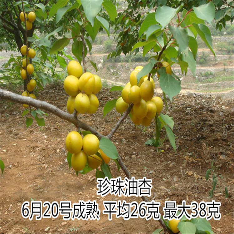 山東杏樹苗供應1-3年苗