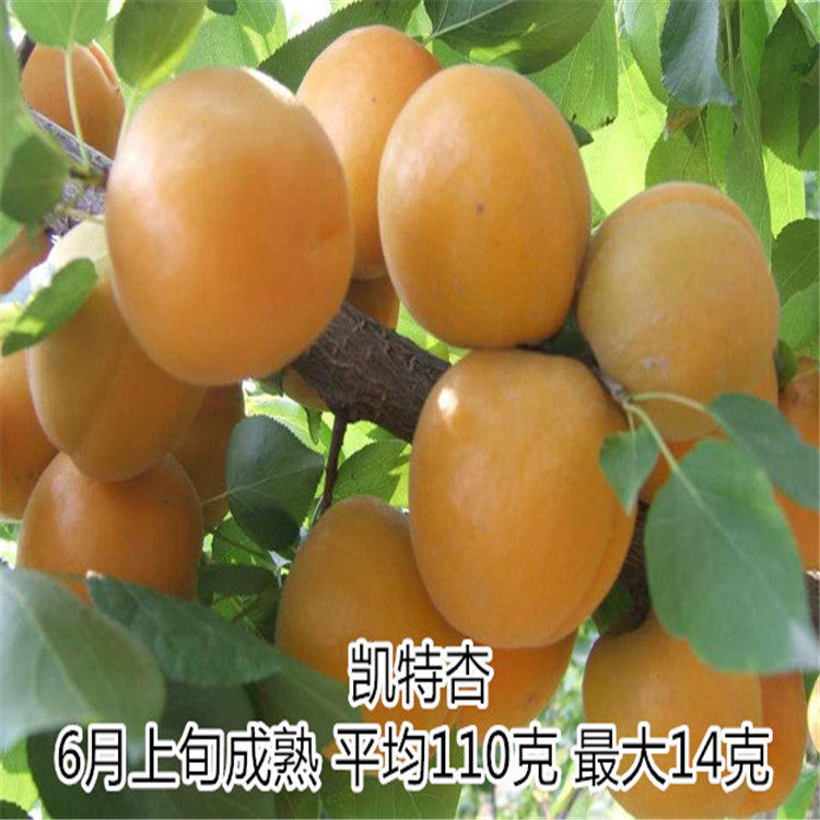 山東凱特杏樹苗1-3年苗