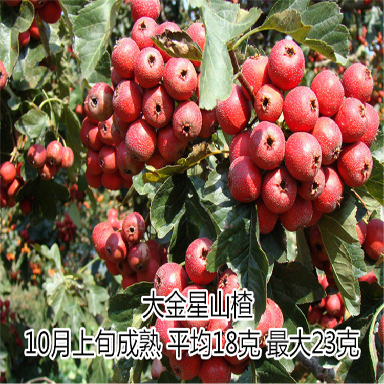 山東山楂苗供應(yīng)1-5年苗