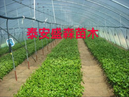 j6櫻桃苗砧木