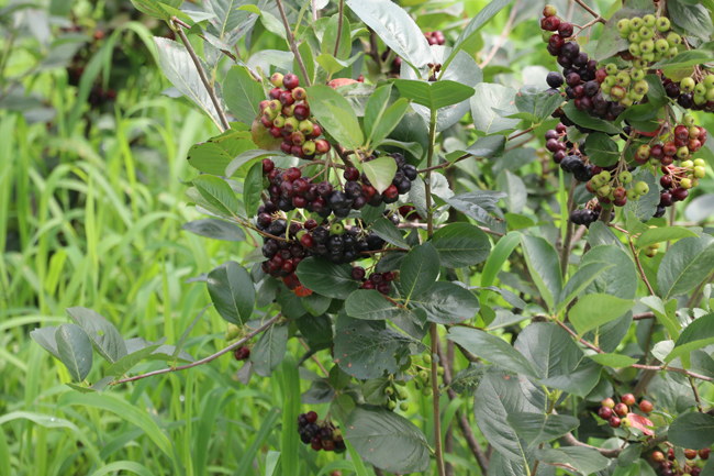 葫蘆島黑果花楸